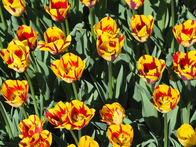 Bellissime e affascinanti piante da fiore Tulipa Sprengeri in mezzo al campo