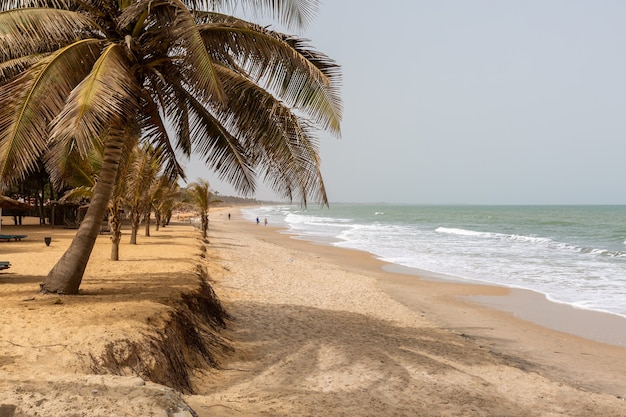 Bellissime palme sulla spiaggia in riva al mare ondoso catturate in Gambia, Africa