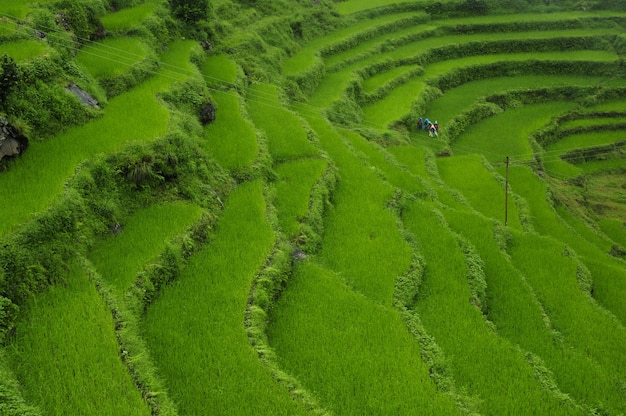 Bellissime risaie a terrazze verdi situate nell'Himalaya, Nepal durante la luce del giorno