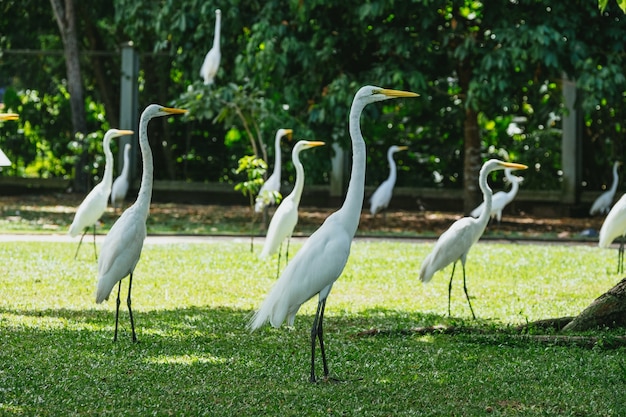 Bellissimi aironi bianchi in piedi sull'erba verde fresca in Brasile