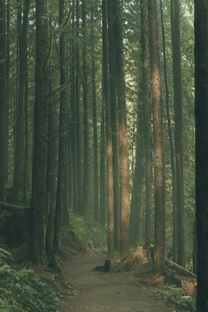 Bellissimi alberi alti in una foresta