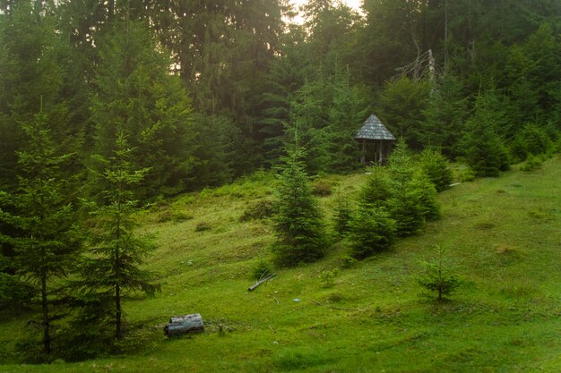 Bellissimi alberi di pino sulle montagne