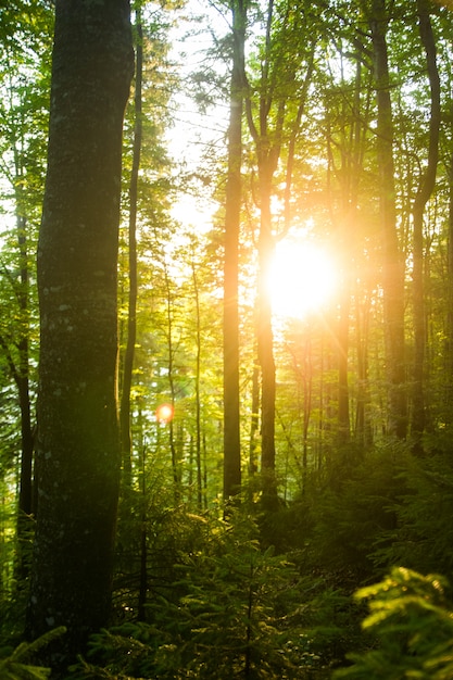 Bellissimi alberi di pino sulle montagne