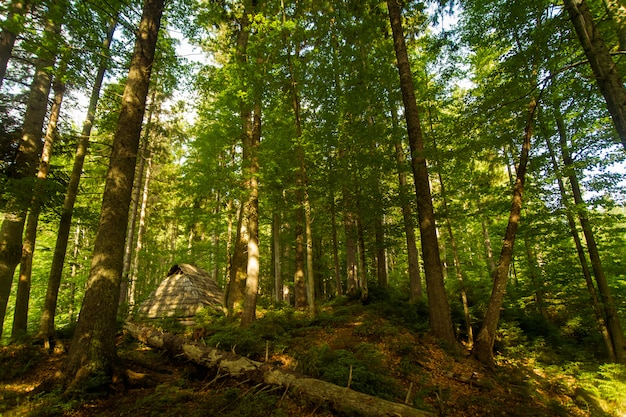 Bellissimi alberi di pino sulle montagne