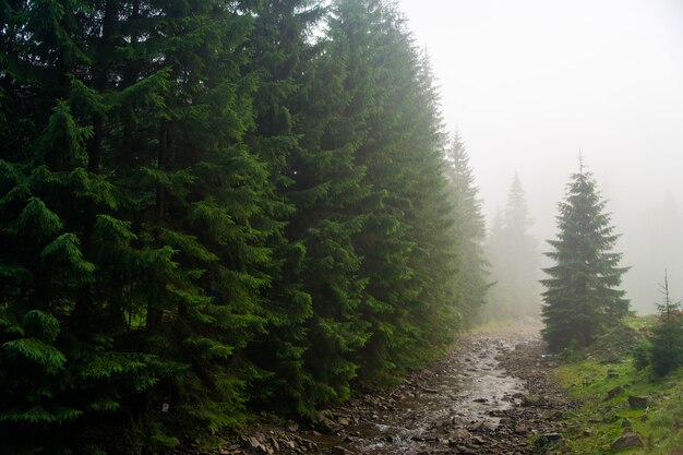 Bellissimi alberi di pino sulle montagne