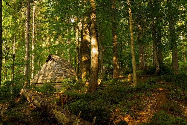 Bellissimi alberi di pino sulle montagne