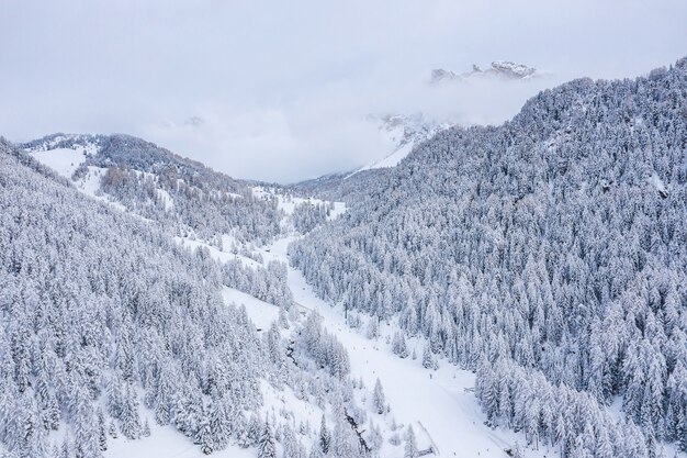 Bellissimi alberi nel paesaggio invernale al mattino presto in caso di nevicate