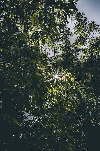 Bellissimi alberi verdi di luce solare intensa