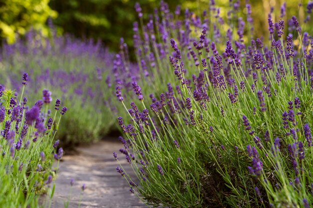 Bellissimi campi di lavanda con percorso