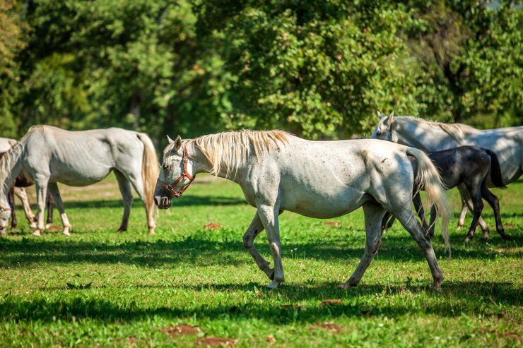 Foto gratuito bellissimi cavalli bianchi al pascolo a lipica, parco nazionale in slovenia