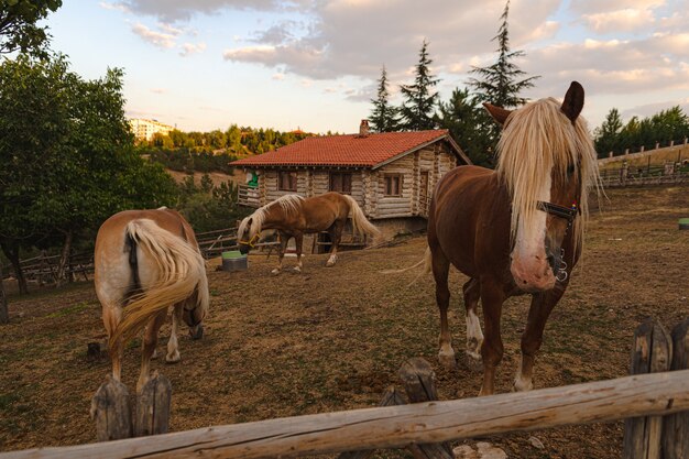 Bellissimi cavalli in fattoria durante il giorno