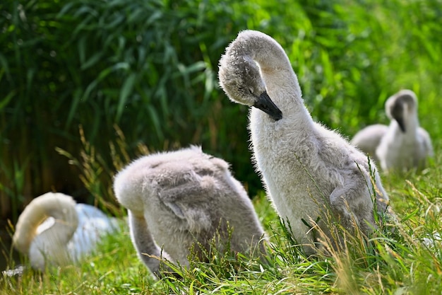 Bellissimi cuccioli di cigni allo stagno Sfondo colorato naturale con bellissimi uccelli selvatici Cygnus