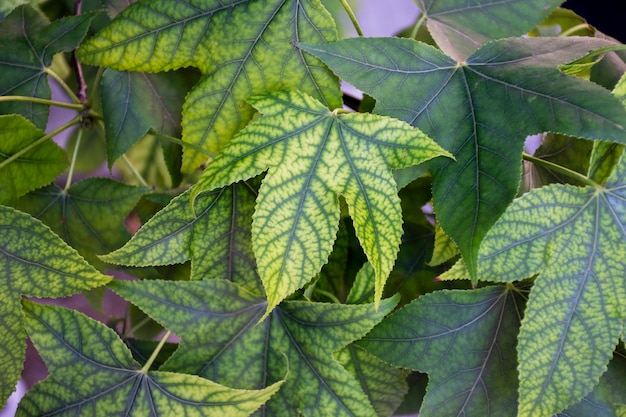 Bellissimi dettagli vegetali bicolore