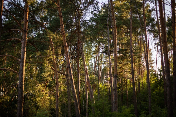 Foto gratuito bellissimi e alti alberi nella foresta che brillano sotto il cielo blu
