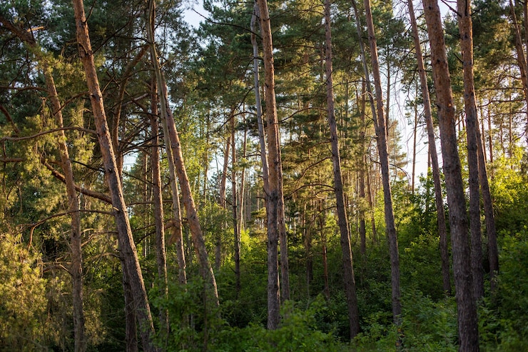 Foto gratuito bellissimi e alti alberi nella foresta che brillano sotto il cielo blu