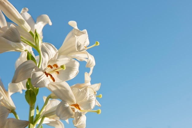 Bellissimi fiori con sfondo blu