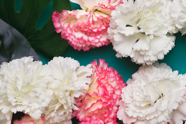 Bellissimi fiori di garofano bianchi e rosa