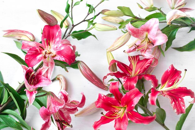 Bellissimi fiori di giglio rosso, sparsi su uno sfondo bianco, primo piano.