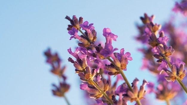 Bellissimi fiori di lavanda con sfondo blu