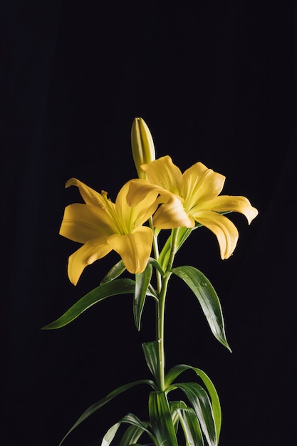 Bellissimi fiori freschi sul ramo verde