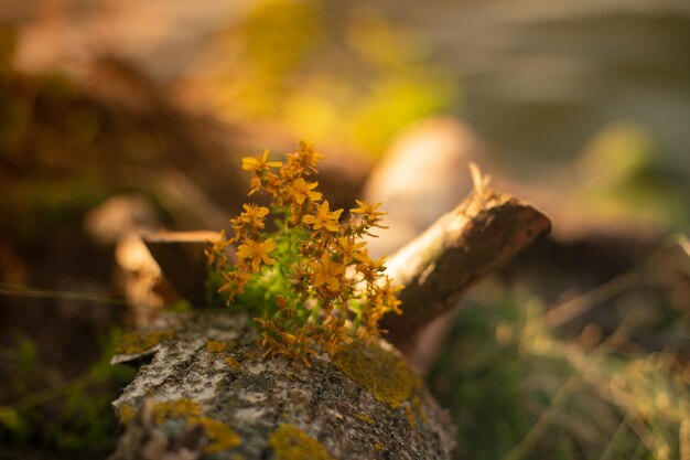 Bellissimi fiori gialli che crescono sull'albero