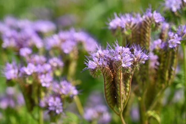 Bellissimi fiori primaverili viola con sfondo naturale colorato Primavera nell'erba