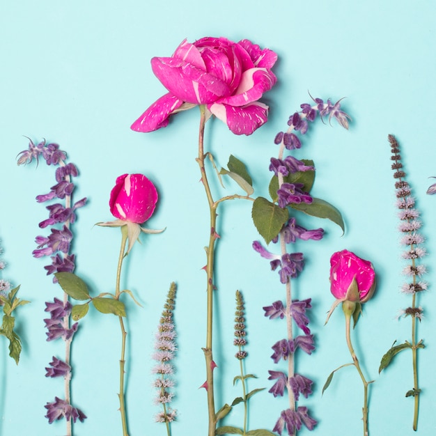 Bellissimi fiori rosa e viola