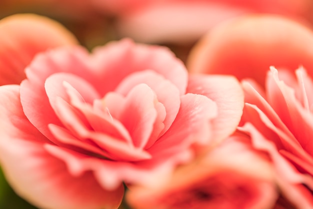 Bellissimi fiori rosa freschi