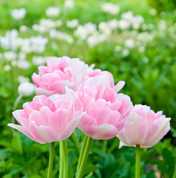 bellissimi fiori rosa in un campo