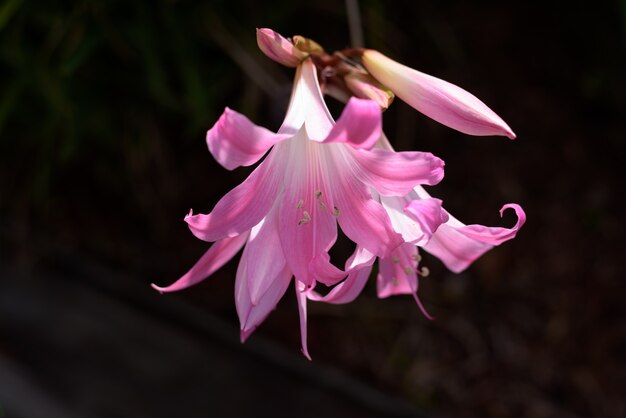 Bellissimi fiori selvatici della strada Belladonna Lily, conosciuta anche come Ladies Nudo.