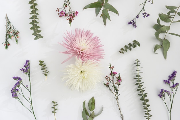 Bellissimi fiori su sfondo bianco