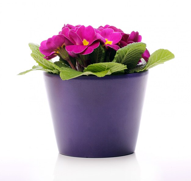Bellissimi fiori viola