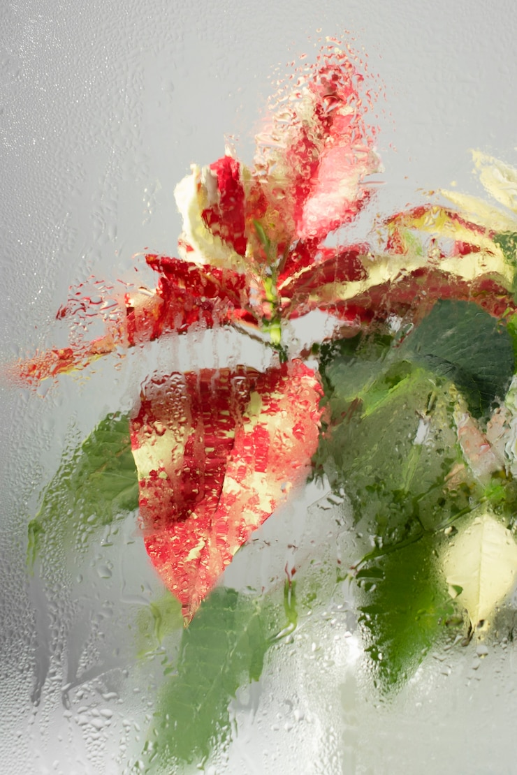 Foto gratuito bellissimi fiori visti dietro il vetro dell'umidità