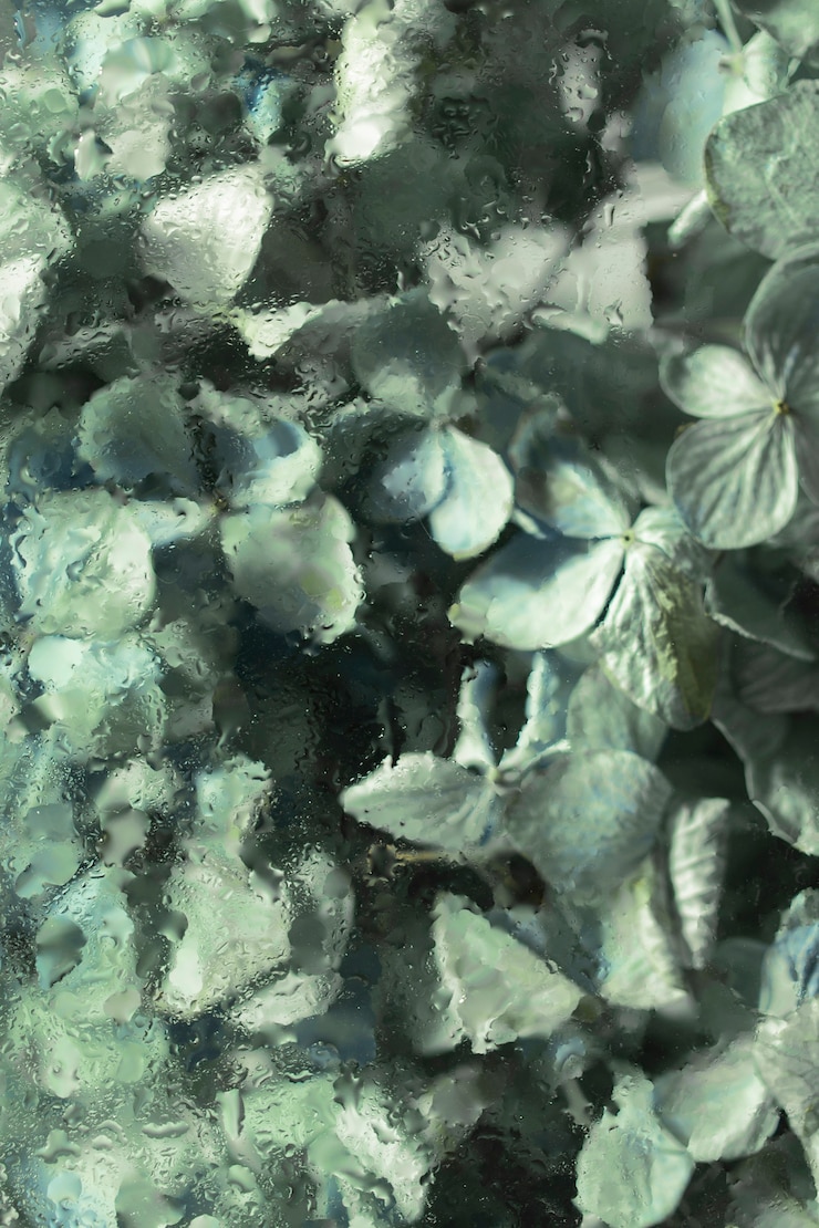 Foto gratuito bellissimi fiori visti dietro il vetro di umidità