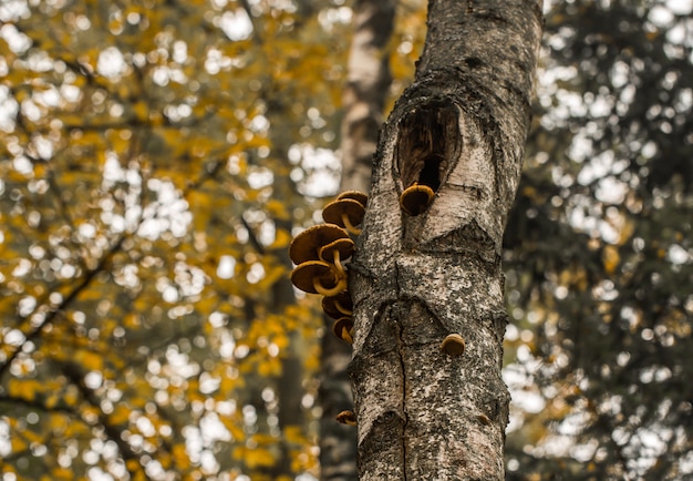 bellissimi funghi autunnali su un albero