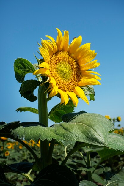 Bellissimi girasoli all'aperto ancora in vita