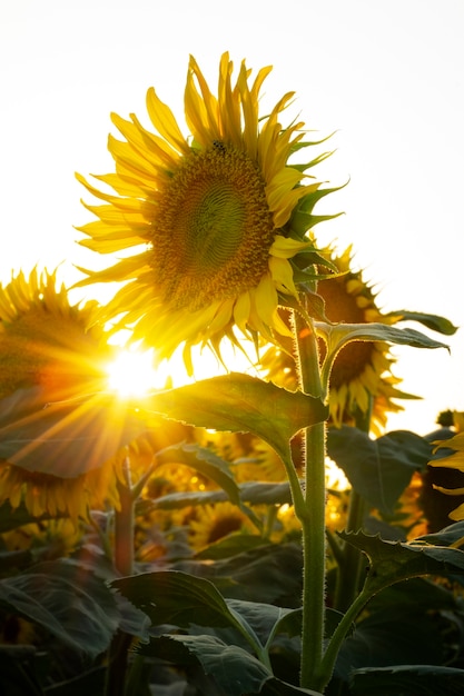 Bellissimi girasoli all'aperto ancora in vita