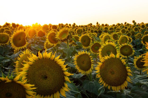 Bellissimi girasoli all'aperto ancora in vita