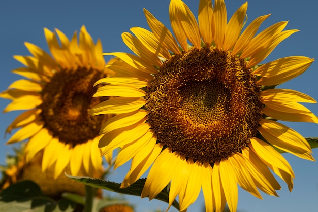 Bellissimi girasoli all'aperto ancora in vita