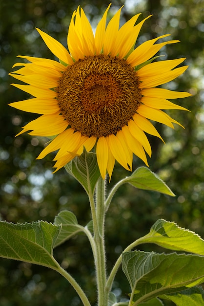 Bellissimi girasoli all'aperto ancora in vita