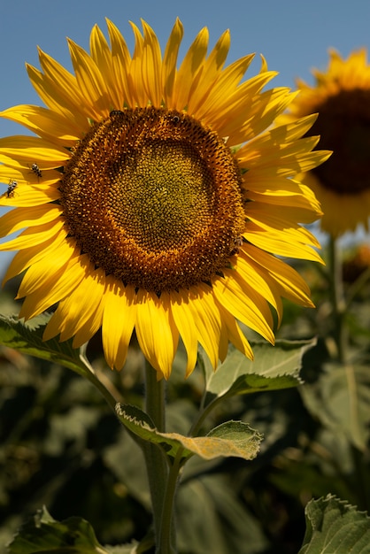 Bellissimi girasoli all'aperto ancora in vita