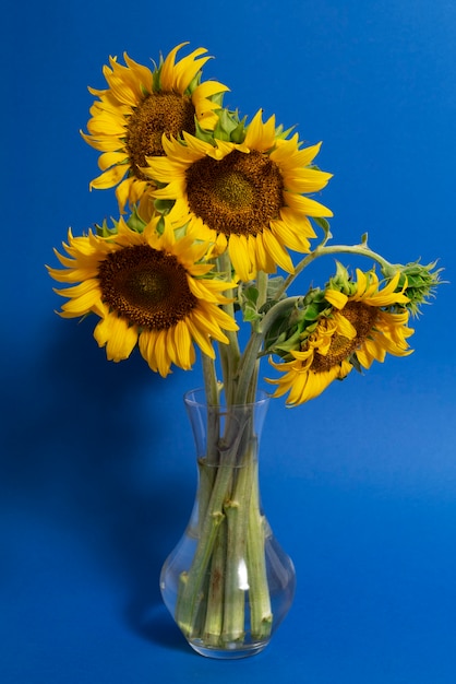 Bellissimi girasoli in studio ancora in vita