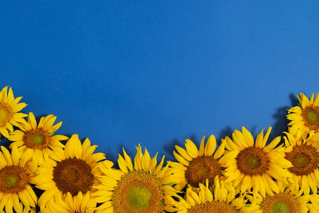 Bellissimi girasoli in studio ancora in vita