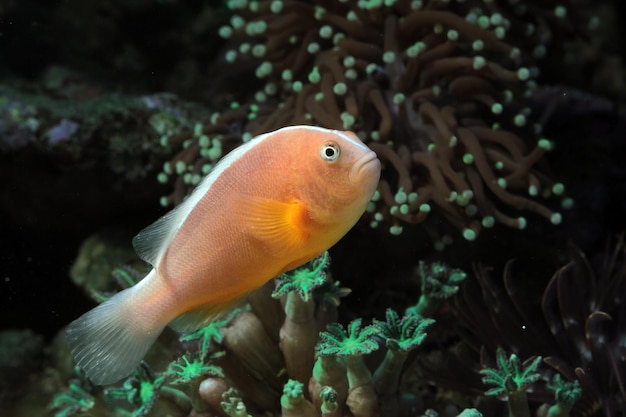 Bellissimi pesci sul fondale marino e barriere coralline bellezza subacquea di pesci e barriere coralline