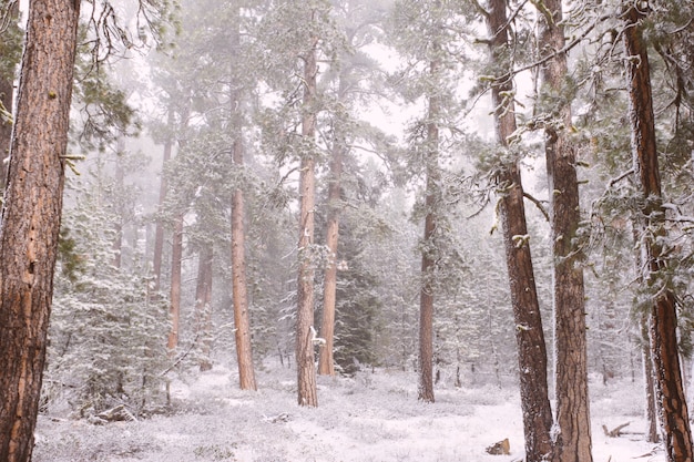 Bellissimi pini marroni in una foresta innevata