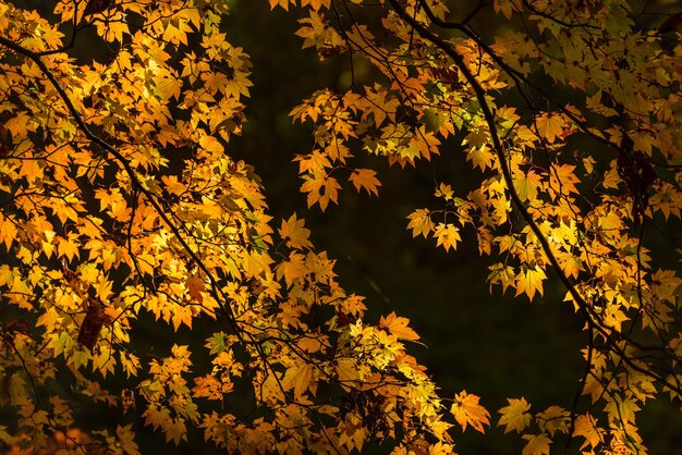 Bellissimi rami gialli autunnali di un albero