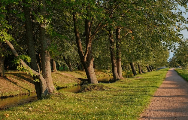 Bellissimi vicoli di tiglio nel parco autunnale lungo il fiume. Calda serata autunnale, luce dorata del tramonto sui sentieri del parco. Tranquille passeggiate serali