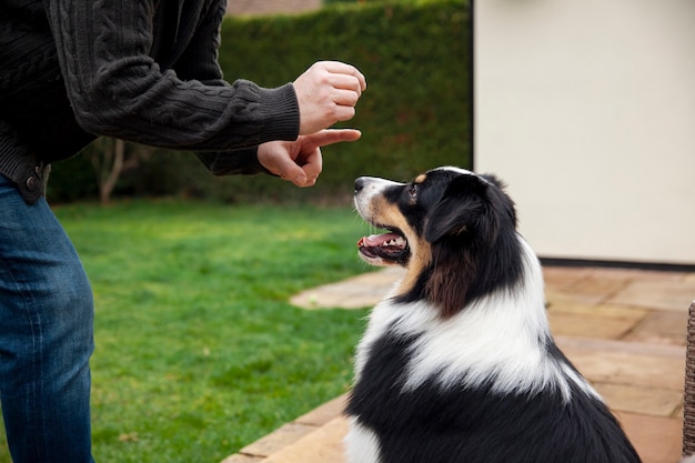 Bellissimo addestramento del cane border collie con il proprietario