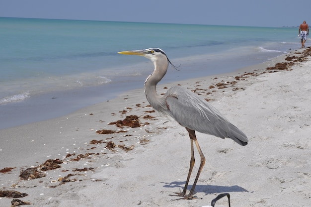 Bellissimo airone cenerino in piedi sulla spiaggia a godersi il clima caldo