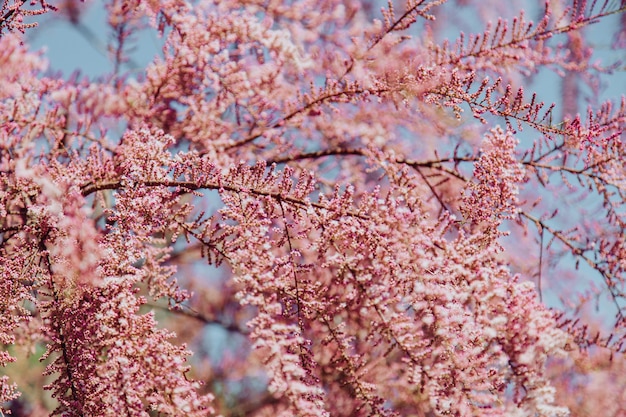 Bellissimo albero con piccoli fiori rosa su di esso in una giornata di sole